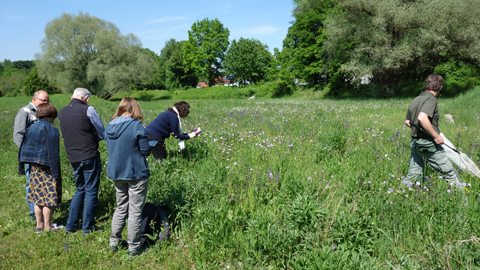 Wildbienen 1